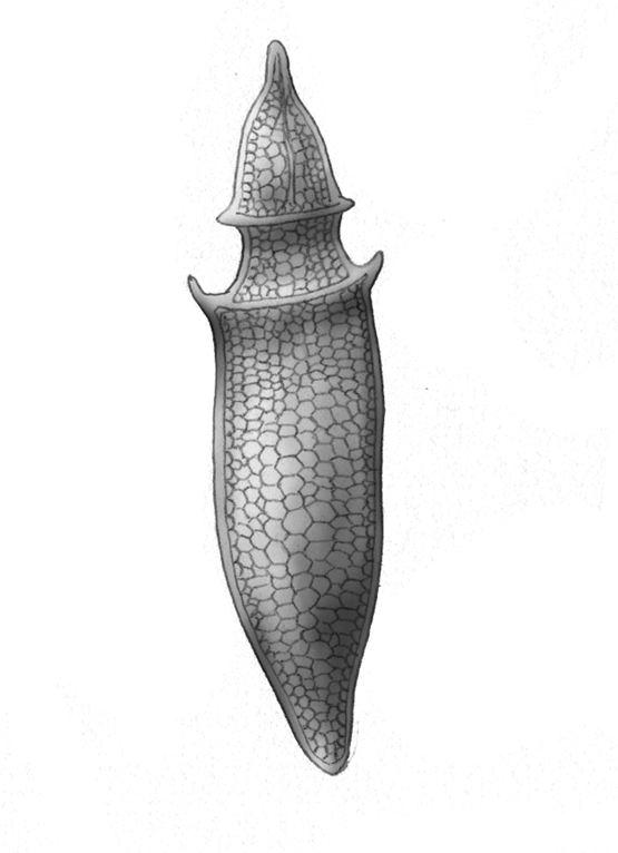 Dictyocha speculum